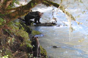Vivez une observation incroyable du grizzly en milieu sauvage!