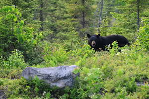 Vaca,ces en pourvoirie avec Go to Canada, le rendez-vous nature!