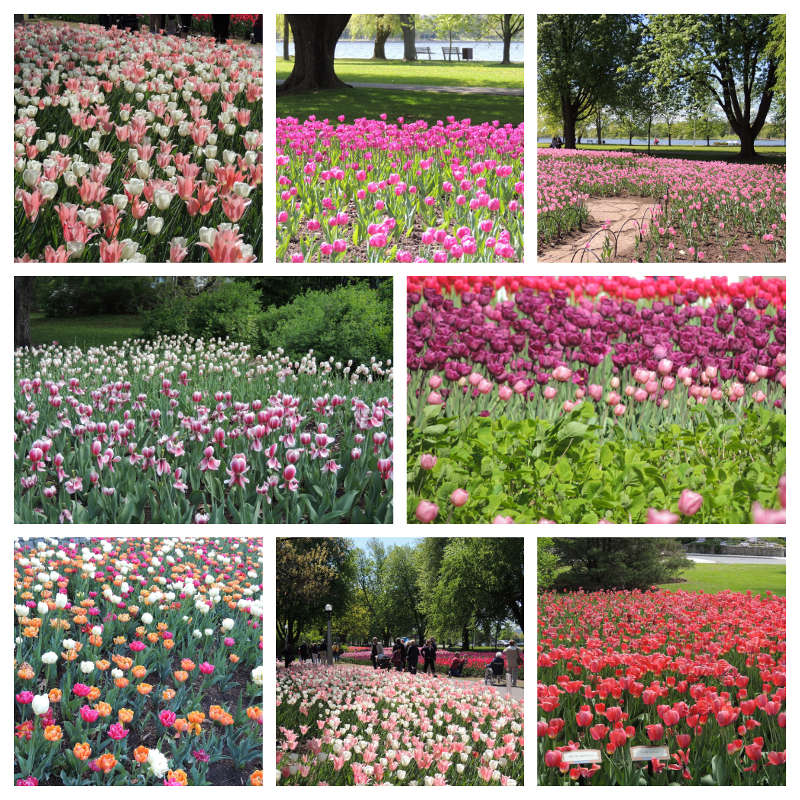 Go to Canada au festival des tulipes d'Ottawa!