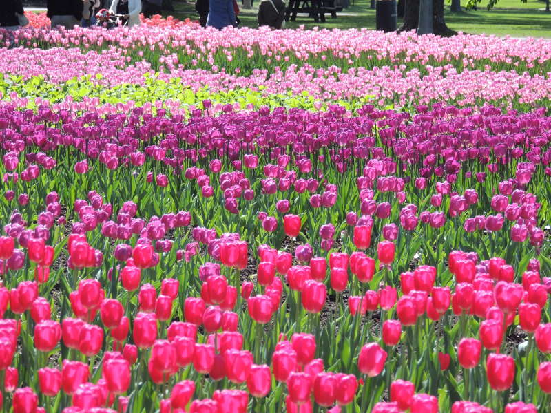 Les tulipes marquent le printemps à Ottawa