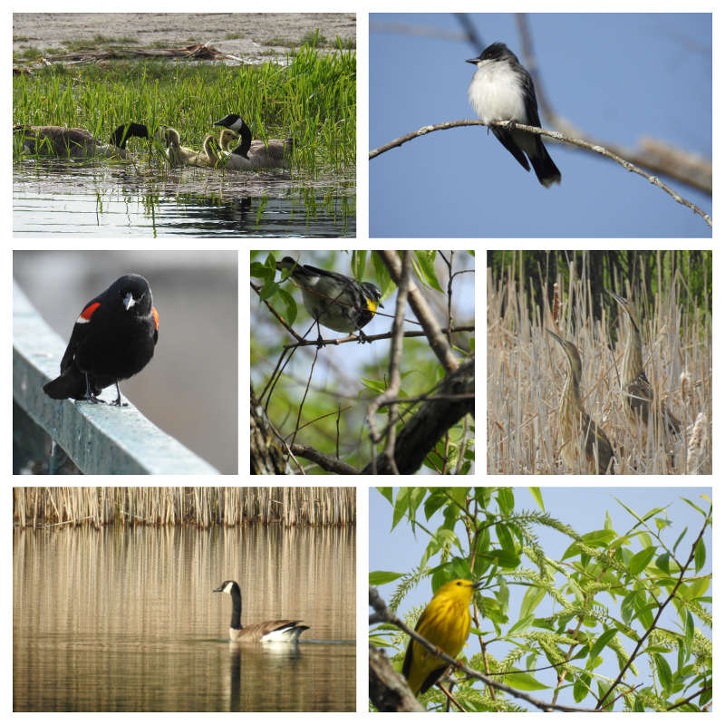 Observation de la faune sur le canal Rideau