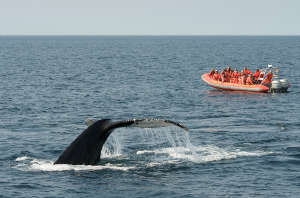 Séjour d'observation des baleines avec Go to Canada