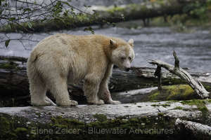 l'ours de Kermode, une sous-espèce rare de l'ours noir