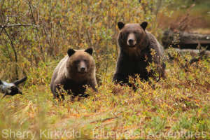 Voyage d'observation des ours au Canada