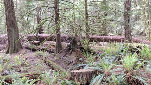 Découvrir les vestiges de la forêt humide tempérée