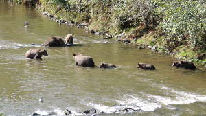 Photographier les grizzlis qui chassent le saumon