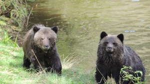Observer les ours sur l'île de Vancouver