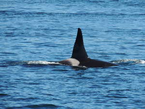 Observer l'orque épaulard dans l'ouest canadien