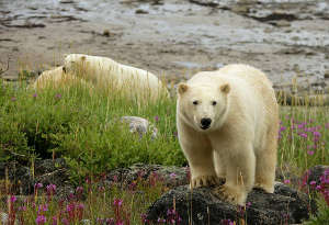 ours polaire durant l'été arctique