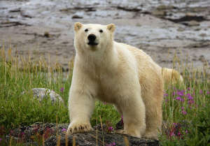 Observer l'ours polaire au canada