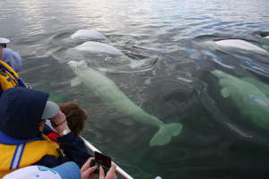 Bélugas dans la Baie d'Hudson