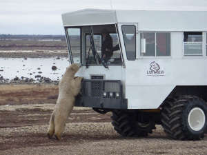 Observer l'ours polaire à Churchill au Manitoba