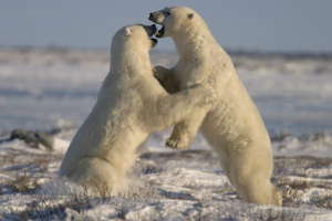Observer l'ours polaire de près en toute sécurité