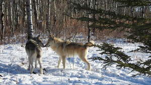 A la rencontre des chiens loups dans l'Ouest canadien