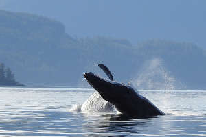 Go to Canada organise vos observations de la faune canadienne!