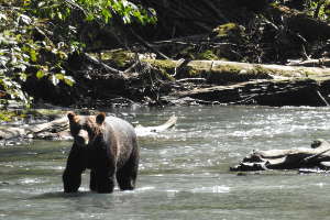 Vos voyages d'observation de la faune avec Go to Canada