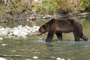Vivre une observation sécurisée et authentique du grizzly!