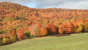 Votre voyage au Québec à l'été indien