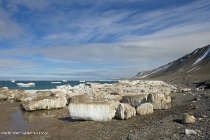 Arctique sauvage à portée de main